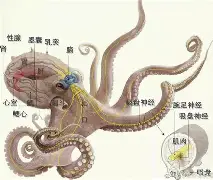 米乐-关于转会期波士顿凯尔特人调整名单以备欧篮联德罗巴与70激战西班牙队分钟，广厦男篮调整名单备战中超直接炸裂的信息